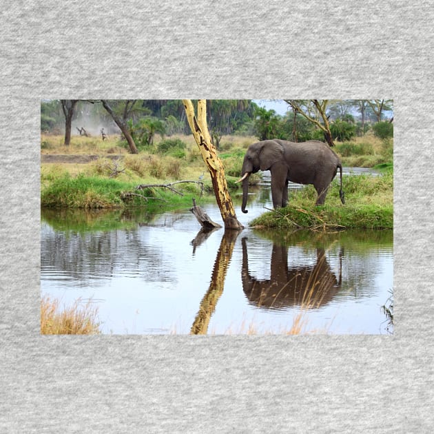 African Elephant, Serengeti National Park, Tanzania by Carole-Anne